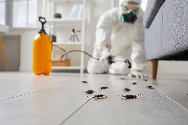 Commercial Kitchen Cockroach Control in Dunthorpe